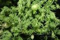 asparagus declinatus,,bridal veil,pale berry asparagus,south african creeper,مارچوبه شویدی.